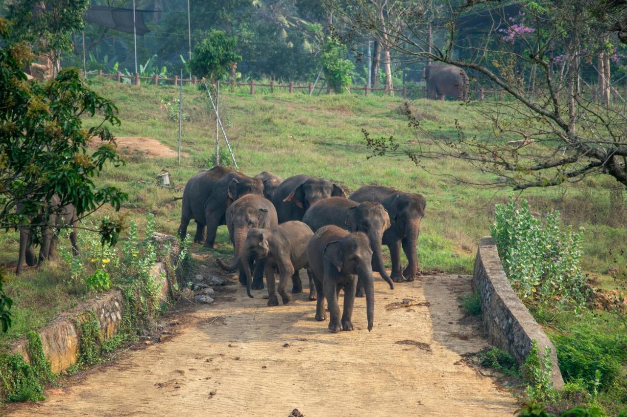 Pinnawala Elephant Front View Hotel Rambukkana Eksteriør bilde